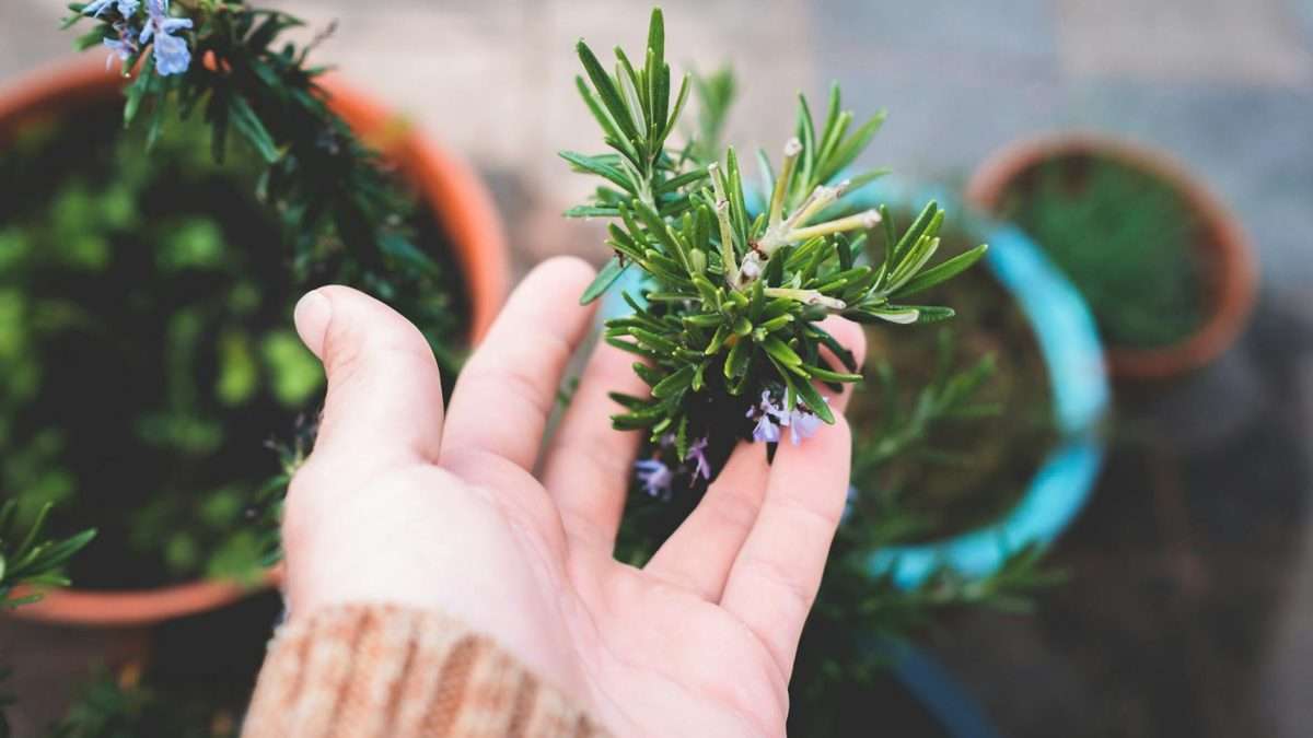 crop unrecognizable gardener touching lush potted rosemary