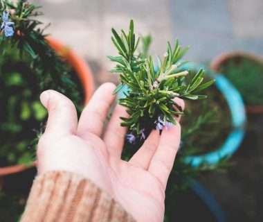 crop unrecognizable gardener touching lush potted rosemary